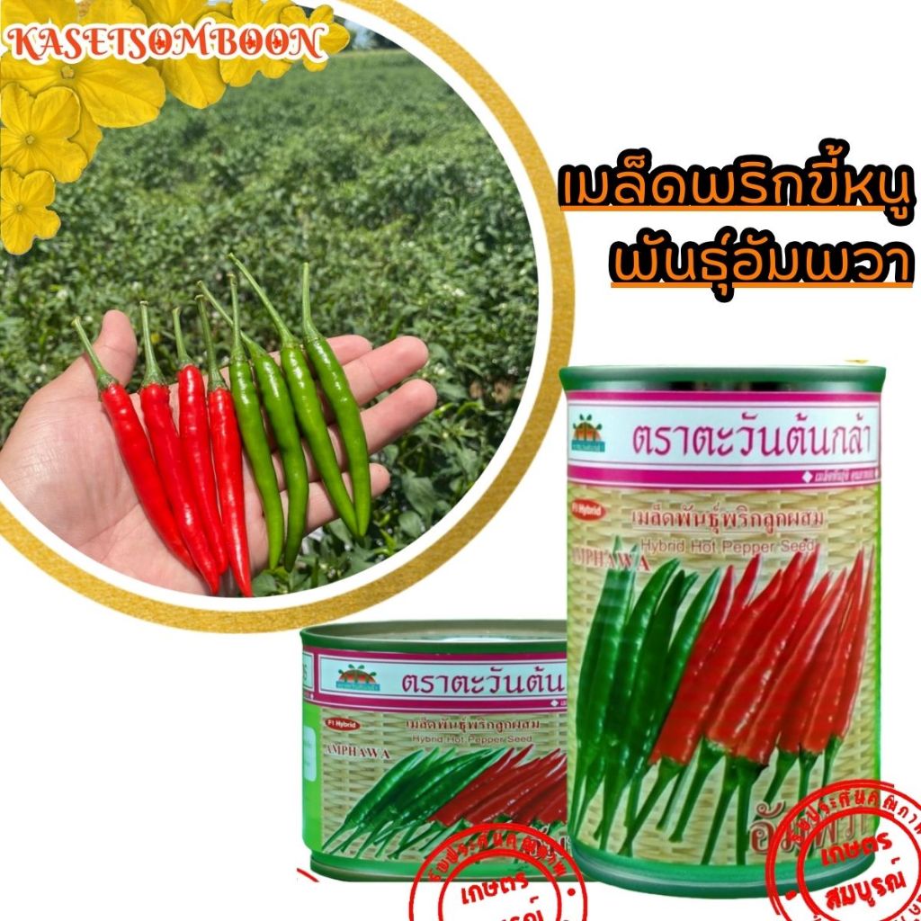 พริก อัมพวา เมล็ดพันธุ์ พริกขี้หนู ลูกผสม ตรา ตะวันต้นกล้า บรรจุ 50/20 กรัม