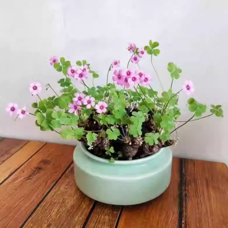 กอใหญ่​ Oxalis​ articulata​ rubra☘️🌸
