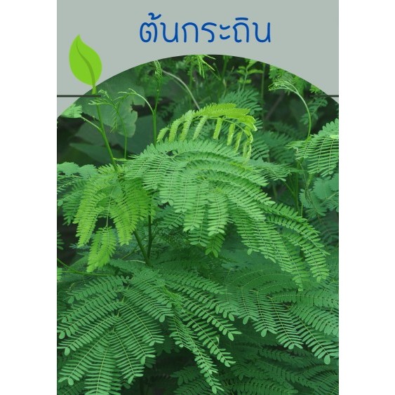 ต้นกล้ากระถิน ต้นกระถิน