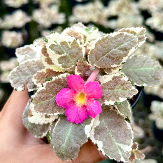 ส่งฟรี (โค้ดลด49บาท)1เดียวในโลก พรมญี่ปุ่น เอเอส สโนวไวท์ Episcia "AS. Snowwhite" พรมกำมะหยี่ ดอกสีชมพูหวานๆ ต้นไม้