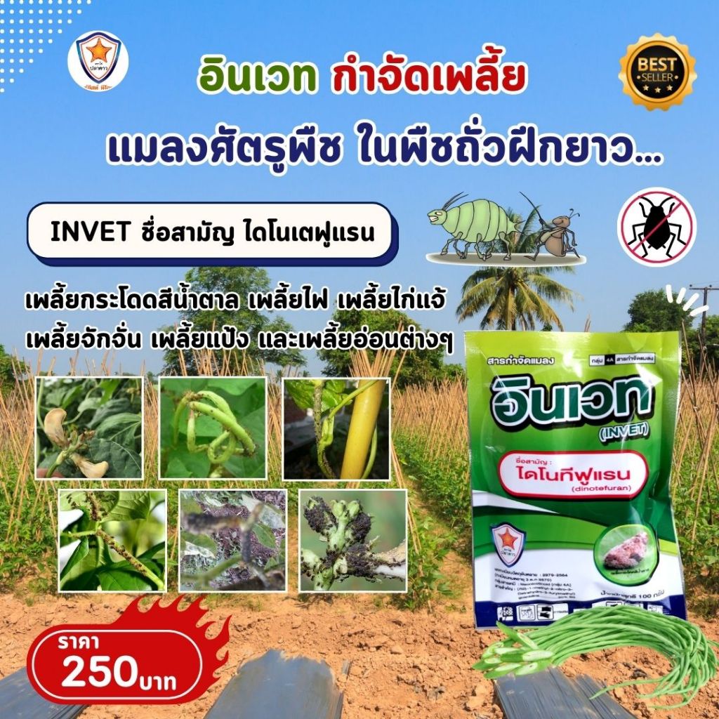 กำจัดเพลี้ย ในถั่วฝักยาว เช่นเพลี้ยแป้ง เพลี้ยอ่อน เพลี้ยไฟ และเพลี้ยต่างๆด้วย INVET และ ฟื้นฟูด้วย ปุ๋ย Starfer 30-20-5