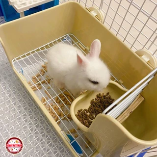 🔥 พร้อมส่ง 🔥 ห้องน้ำกระต่าย แบบสี่เหลี่ยม เข้ามุม Shobi-LODH130 / rabbit toilet shobi