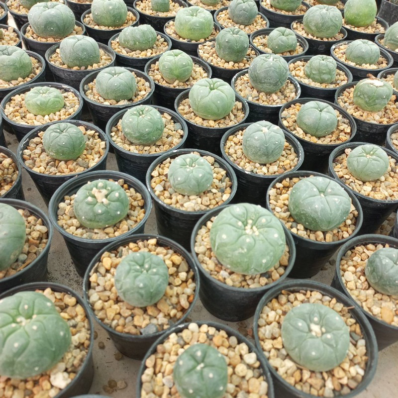 โลโฟโฟร่า (Lophophora) ไม้เมล็ดในกระถาง 2 นิ้ว ส่งทั้งกระถาง
