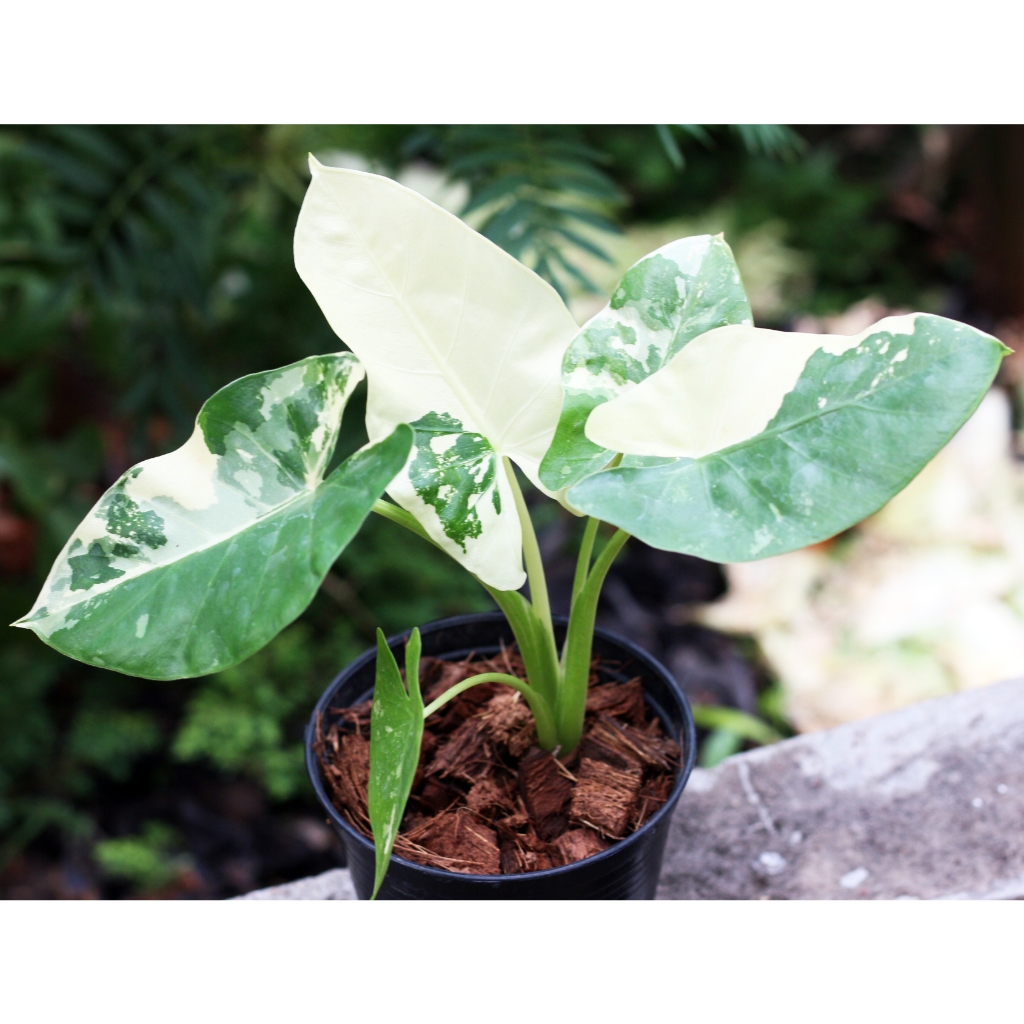 บอนกระดาดด่าง เลือกต้นได้ บอนด่าง ส่งทั้งกระถาง 4-6 นิ้ว Alocasia Macrorrhizos