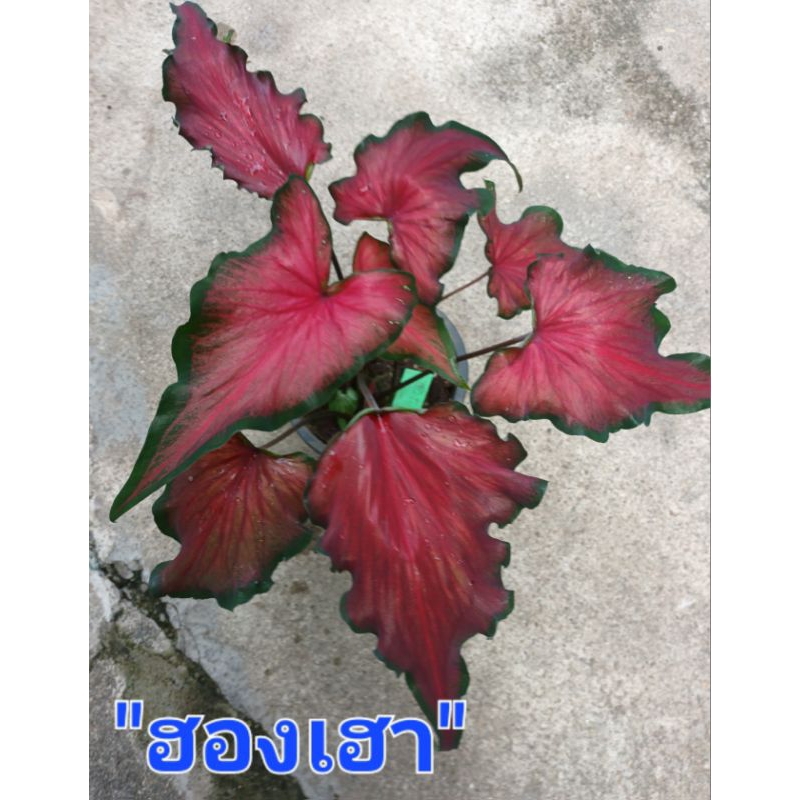 ฮองเฮาบอนสี เป็นบอนสีโบราณใบแดงขอบเขียวหูใบจะมีจุดขาว ไซส์เบบี้ส่งกระถาง3-4นิ้ว