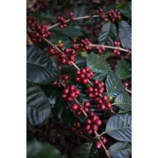 PK เมล็ดกาแฟคั่วเข้ม Blend Dark Roast อาราบิก้าผสมโรบัสต้าขนาด 500g. รสชาติเข้มคั่วใหม่ทุกวัน