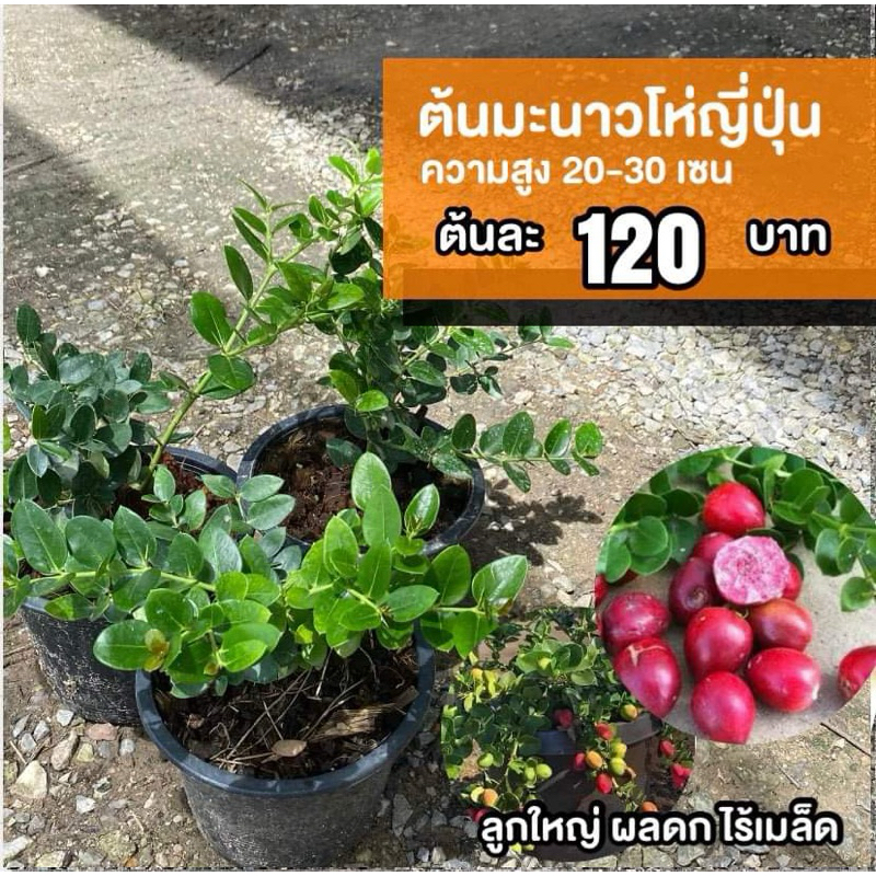ต้นมะนาวโห่ญี่ปุ่น (จำนวน 1 ต้น) ยาว 20-30 เซนติเมตรกระถาง 4 นิ้ว
