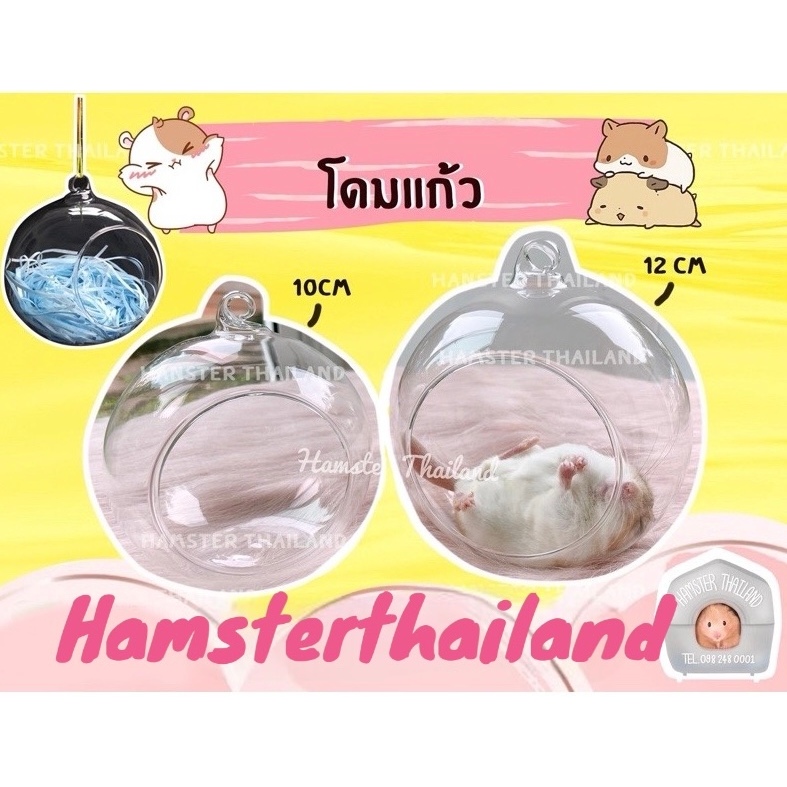 💖Hamsterthailand💖 พร้อมส่ง‼️ โดมแก้ว ใส บ้านสัตว์เลี้ยง แฮมสเตอร์ เม่นแคระ