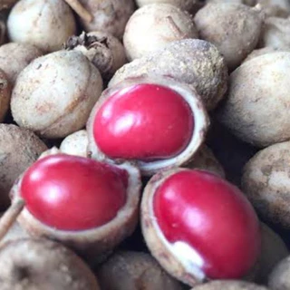 50 เมล็ด เมล็ดพันธุ์ถั่วหรั่ง เมล็ดถั่วหรั่ง ถั่วหรั่ง Bambara groundnut