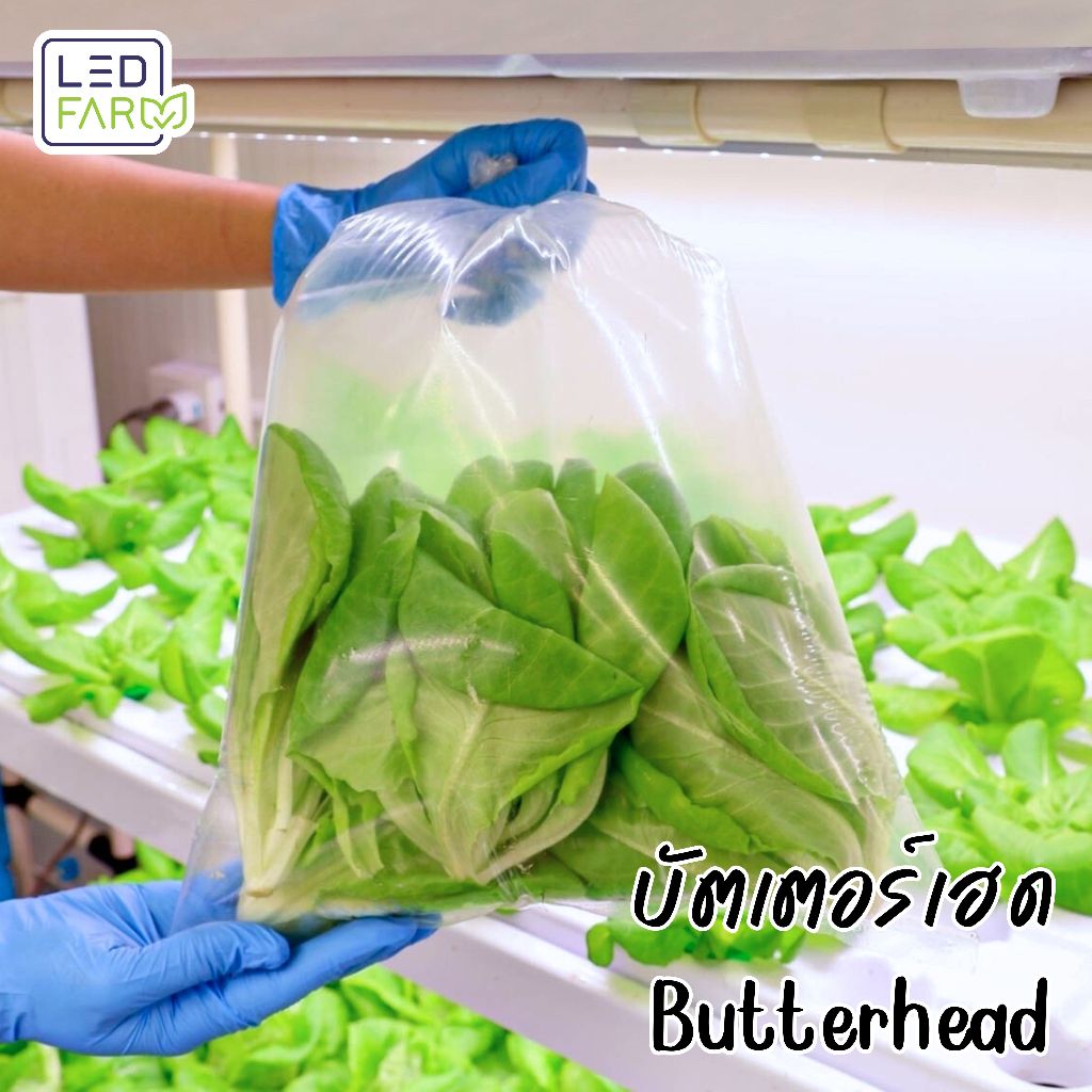 [ตัดสดทุกออเดอร์] บัตเตอร์เฮด (Butter Head Lettuce) | ผักสลัด สดสะอาด ปลอดสารเคมี