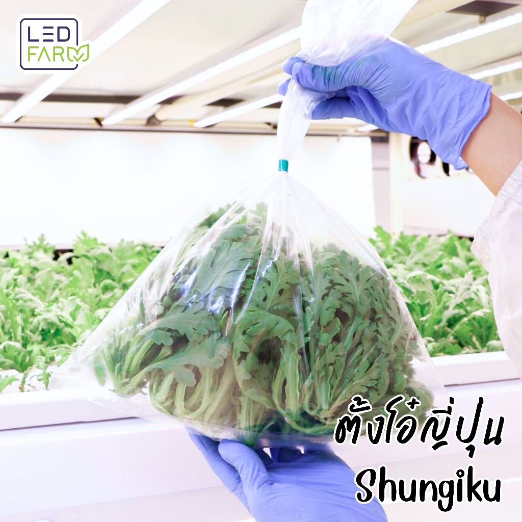 [ตัดสดทุกออเดอร์] ตั้งโอ๋ญี่ปุ่น (Shungiku) ผักสลัด สดสะอาด ปลอดสารเคมี [ส่งด้วยรถควบคุมอุณหภูมิ]