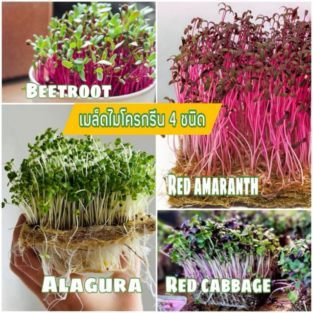 ชุดเมล็ดผักไมโครกรีน 4 ชนิด ยอดนิยม ออแกนิค microgreen seed