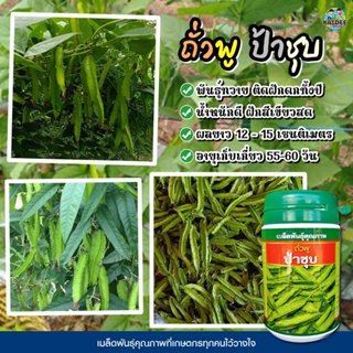 เมล็ดถั่วพู ป้าชุบ ปริมาณ100กรัม เมล็ดพันธุ์ถั่วพู  เมล็ดพัน…