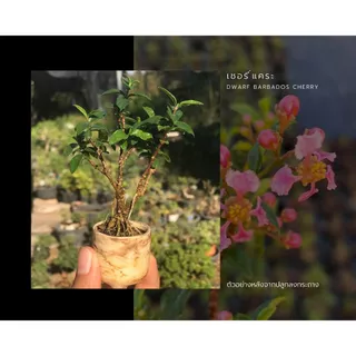 เชอรี่แคระ🍒 dwarf barbados cherry กระถาง 3”(นิ้ว) ไม้แคระ บอนไซจิ๋ว bonsai