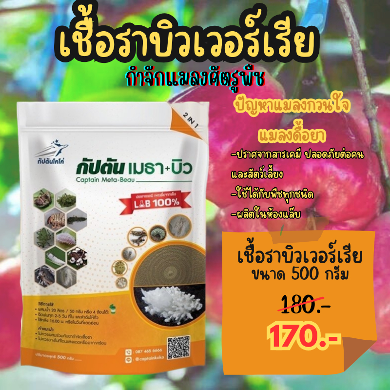 เชื้อราบิวเวอร์เรีย + เชื้อราเมธาไรเซียม แบบผงผสมน้ำใช้ได้เลย ( 1 ถุง/500กรัม)