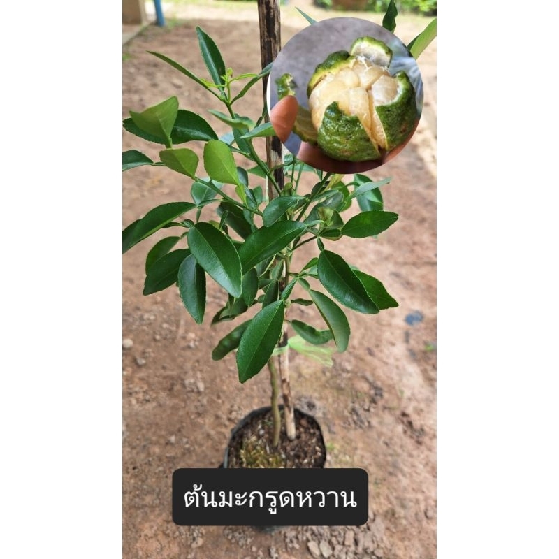 ต้นมะกรูดหวาน/เสียบยอด/ผลใหญ่กลิ่นหอม ลูกดกรสชาติหวาน