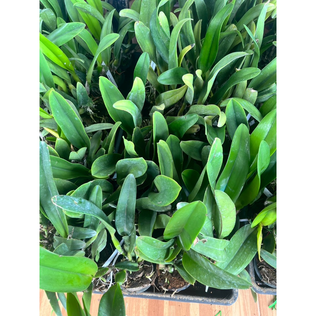 orchids cattleya กล้วยไม้ thamai glory