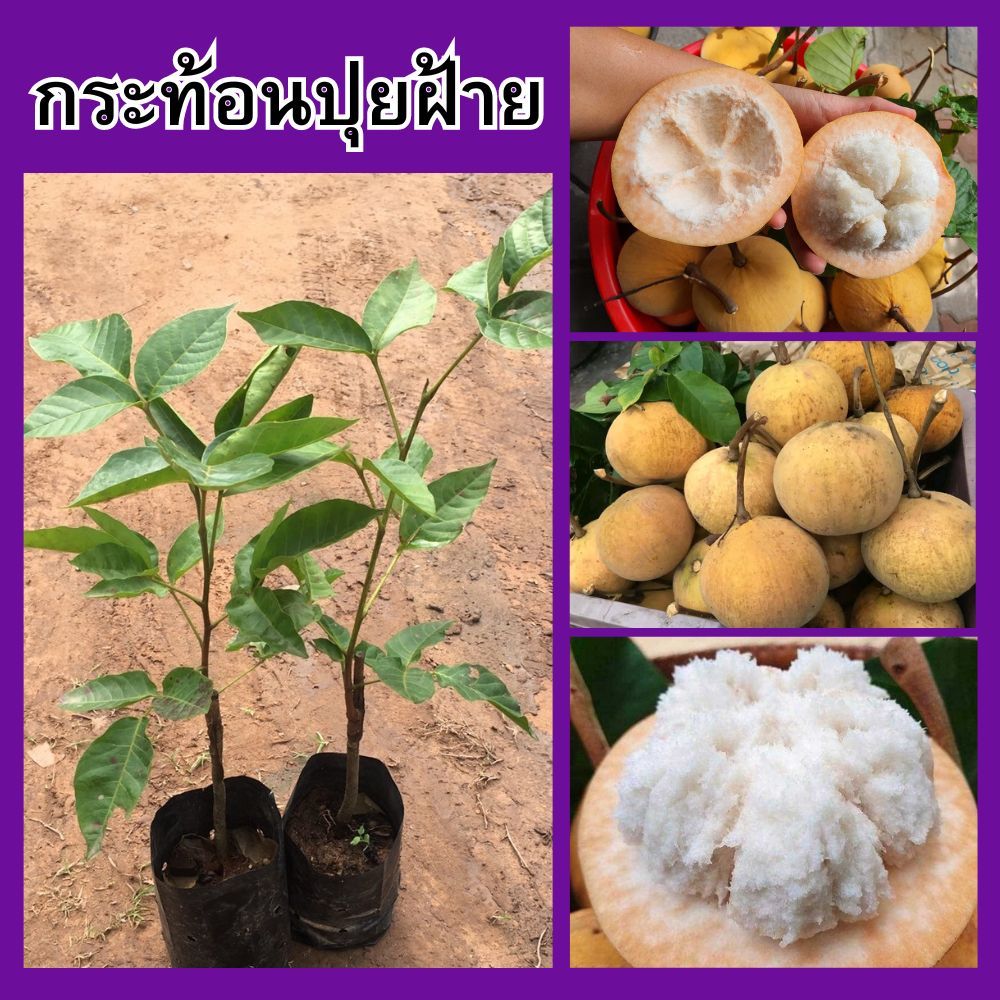 (2ต้น)🍊กระท้อนปุยฝ้าย ติดตา เนื้อด้านในเป็นปุยสีขาว รสชาติหวาน🌿 🌴ความสูง 45-50 ซม.🌴