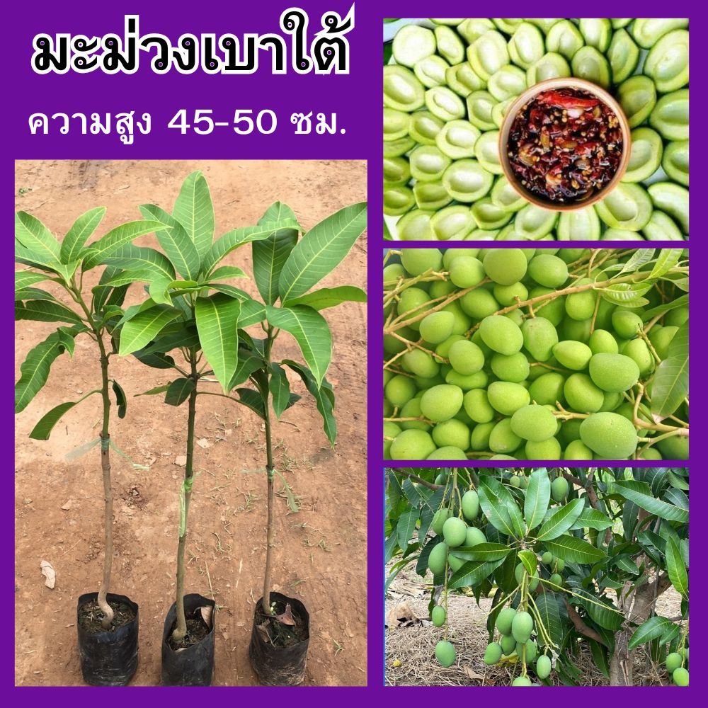 มะม่วงเบาใต้ (1ต้น) ต้นเสียบยอด🎋ความสูง 45-50 ซม.🌺 ติดผลปีละ 3 ครั้ง ต้นเตี้ย ผลดก