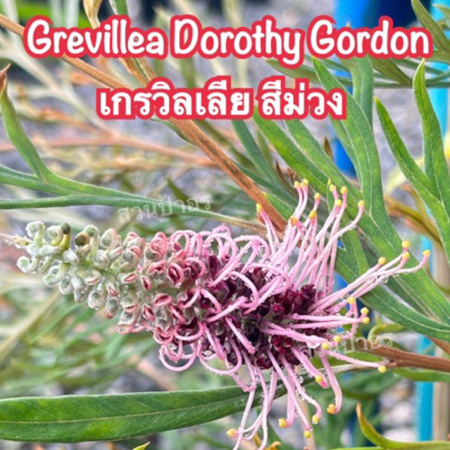 ขายกิ่งพันธุ์ สนเกรวิลเลียสีม่วง "Grevillea Dorothy Gordon" กิ่งทาบ ถุงดำเบอร์7 ความสูง60-80 cm.