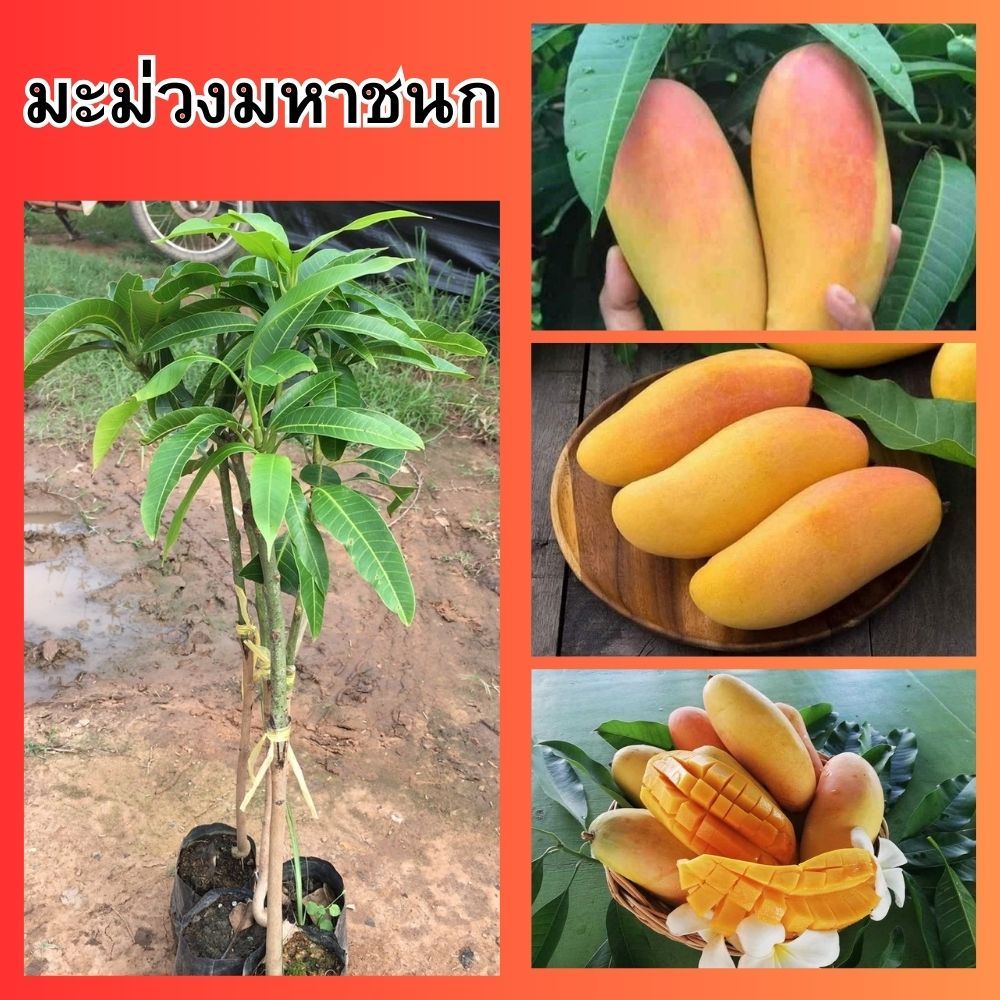 (1ต้น)🥭มะม่วงมหาชนก อต้นเสียบยอด🎈ผลมีขนาดใหญ่ รูปทรงยาว เปลือกหนา รสชาติอร่อย🎈🌳ความสูง 45-50 ซม.🌳