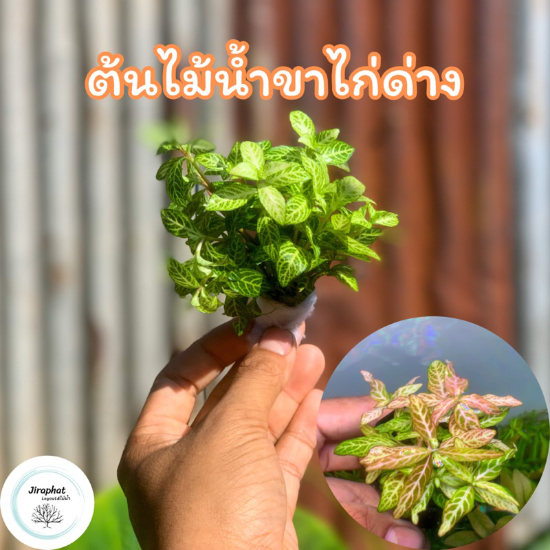 ต้นไม้น้ำขาไก่ด่าง - Hygrophila polysperma