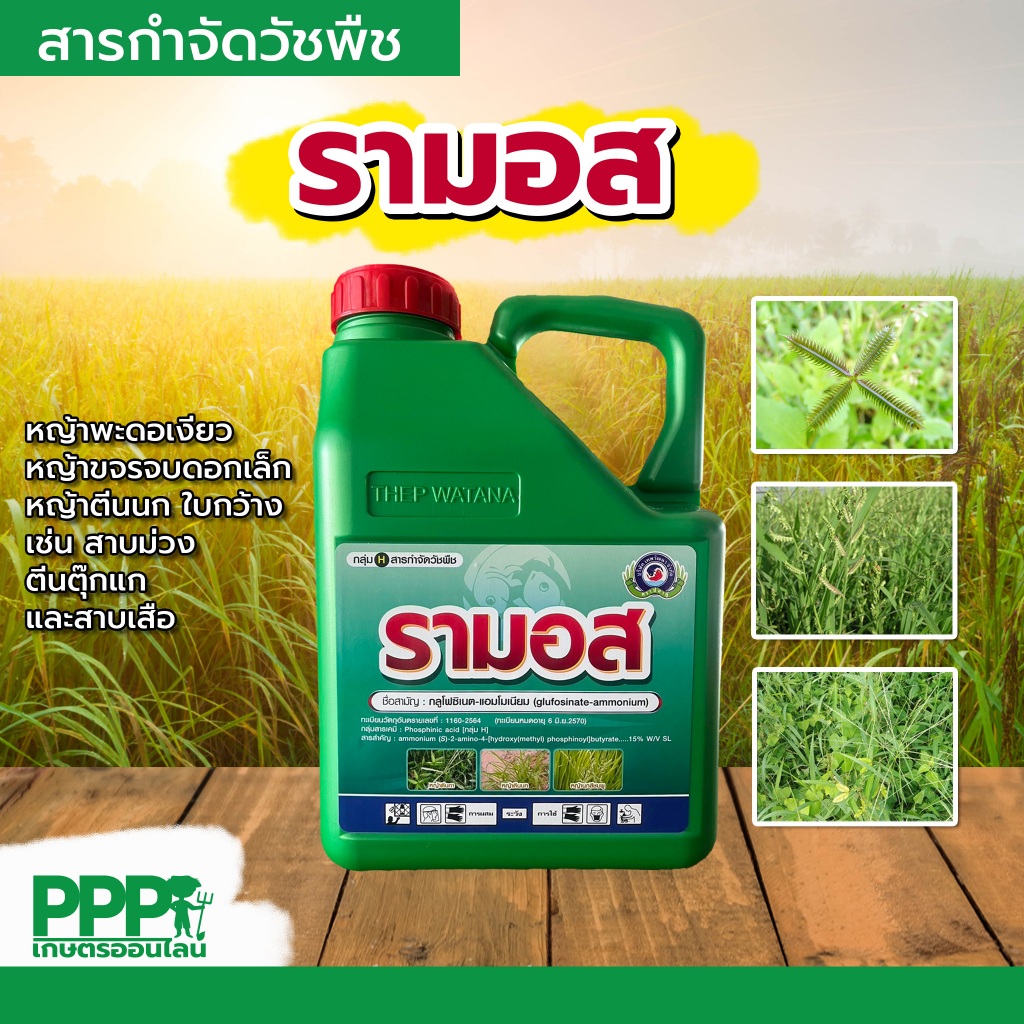 รามอส 4ลิตร (กลูโฟซิเนต15%)สูตรน้ำฟ้า พรีเมี่ยม เกรดA+++ตายนาน กำจัดวัชพืชดูดซึม+เผาไหม้ ปากควาย แห้วหมู เถาเลื้อย ตายเร
