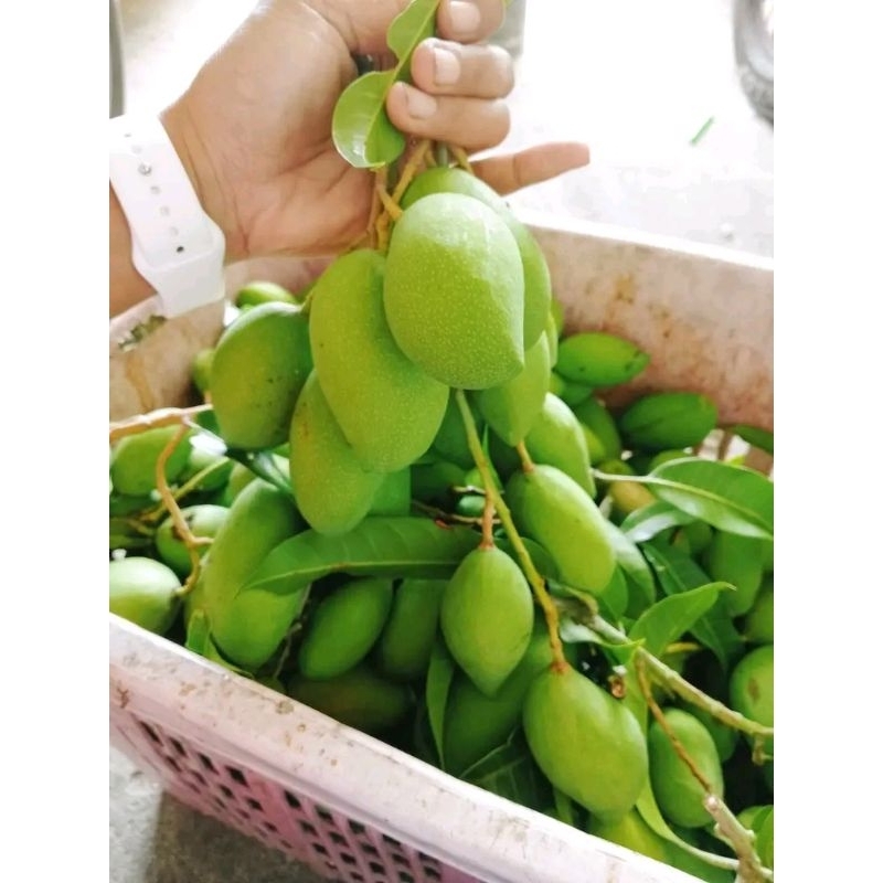 มะม่วง​พิมเสนเบาสด​1​กิโล​(สินค้า​เสียหาย​สามารถ​แจ้งเคลม​หรือ​กด​คืนเงิน​ได้เล​ยนะคะ)​