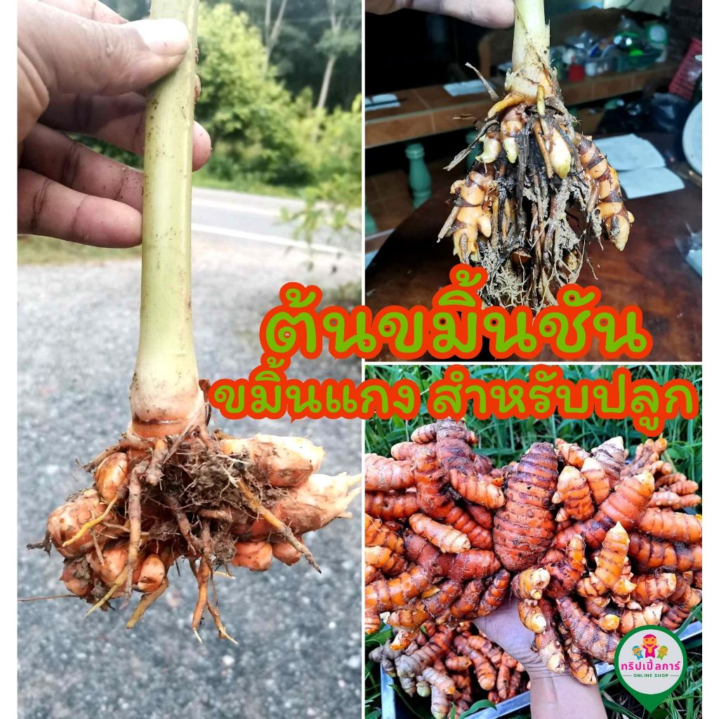 ต้นขมิ้นชัน ต้นขมิ้นเหลือง ขมิ้นแกงภาคใต้ พร้อมราก สำหรับปลูก