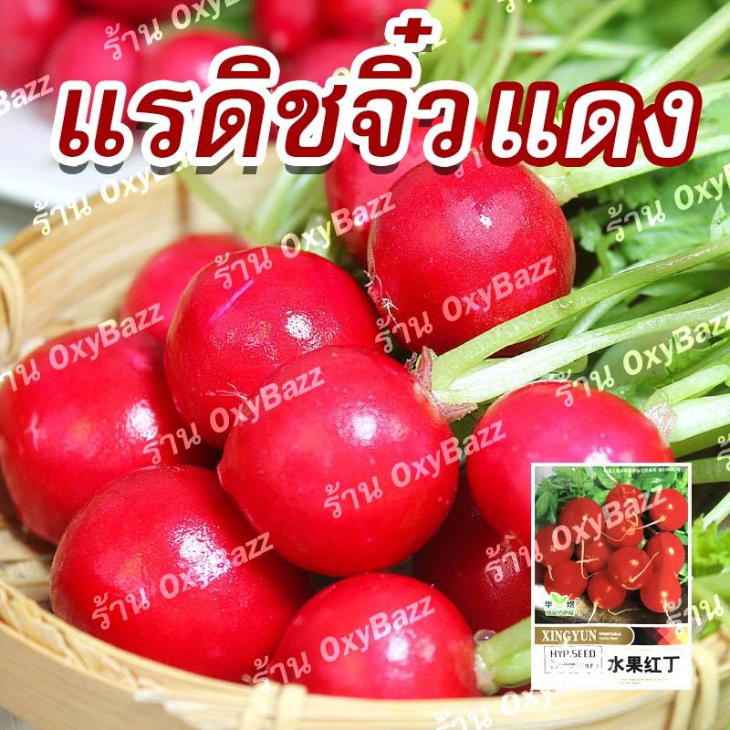 เมล็ดแรดิชจิ๋วแดง 500เมล็ด เมล็ดหัวผักกาดแดงจิ๋ว เมล็ดหัวผักกาดฝรั่ง เมล็ดหัวไชเท้าจิ๋ว Radish Seeds