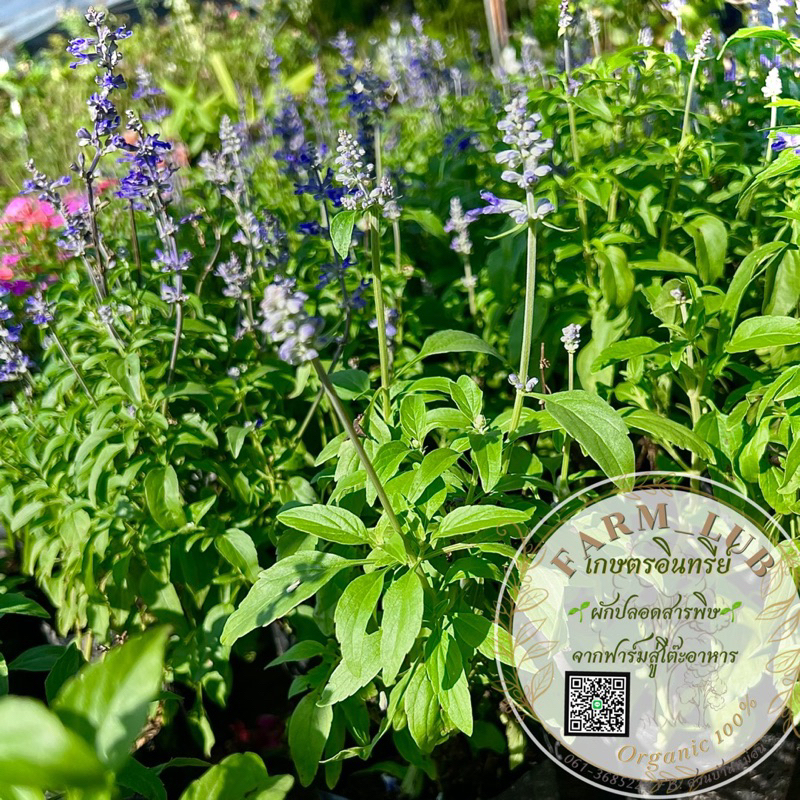 บลูซัลเวียร์ Blue Salvia flowers ดอกไม้แห่งความคิดถึง พืชตระกูลเดียวกับลาเวนเดอร์ พร้อมปลูก