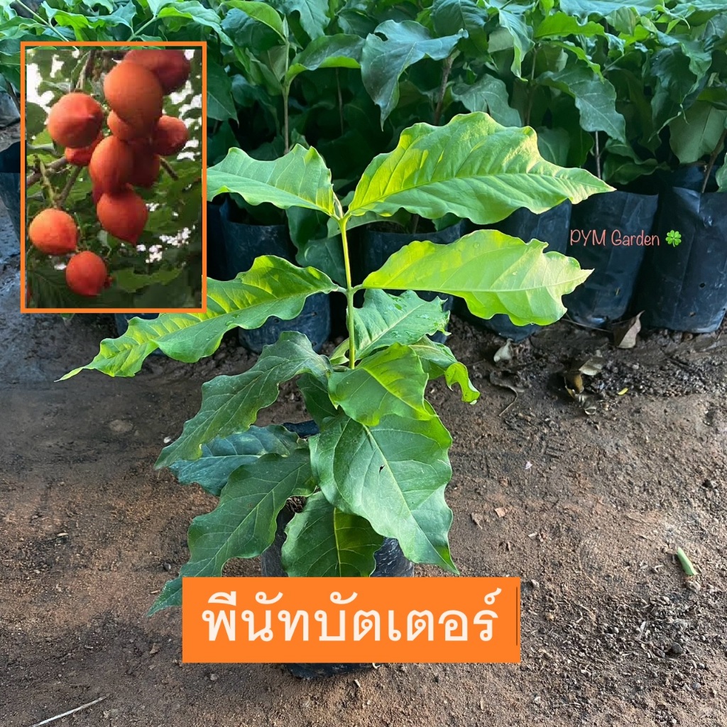 ต้นพีนัทบัตเตอร์ เนยถั่ว (Peanut Butter) ไม้ประดับ มีผลกินได้ (รับประกัน ส่งใหม่ฟรี หากสินค้าเเสียหาย!!)