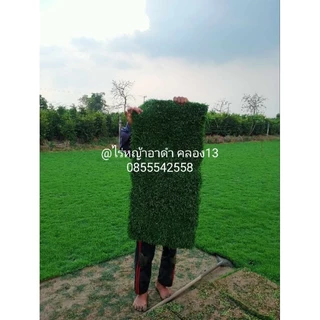 หญ้าญี่ปุ่น 1 แผ่น ขนาด 50x100 ซม./แผ่น สด หญ้าปูสนาม หญ้าจริง หญ้าญี่ปุ่น
