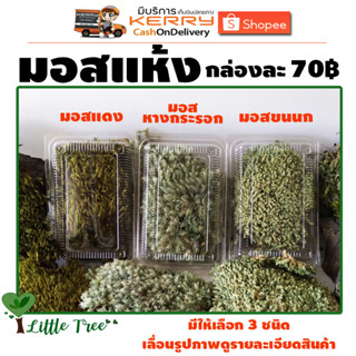 มอสแห้ง มอสจัดสวนในขวดแก้ว แถมฟรีคู่มือการปลูกมอส กล่องละ 70…
