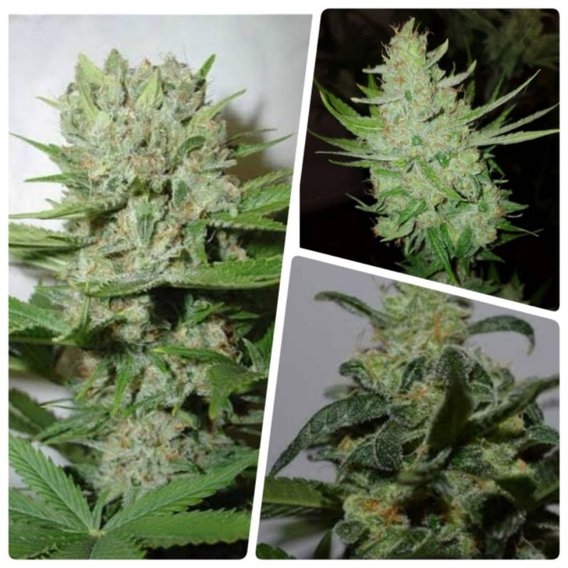 เมล็ดสายพันธุ์Sugar Candyบรีดเพศเมีย Pack 2-5seeds