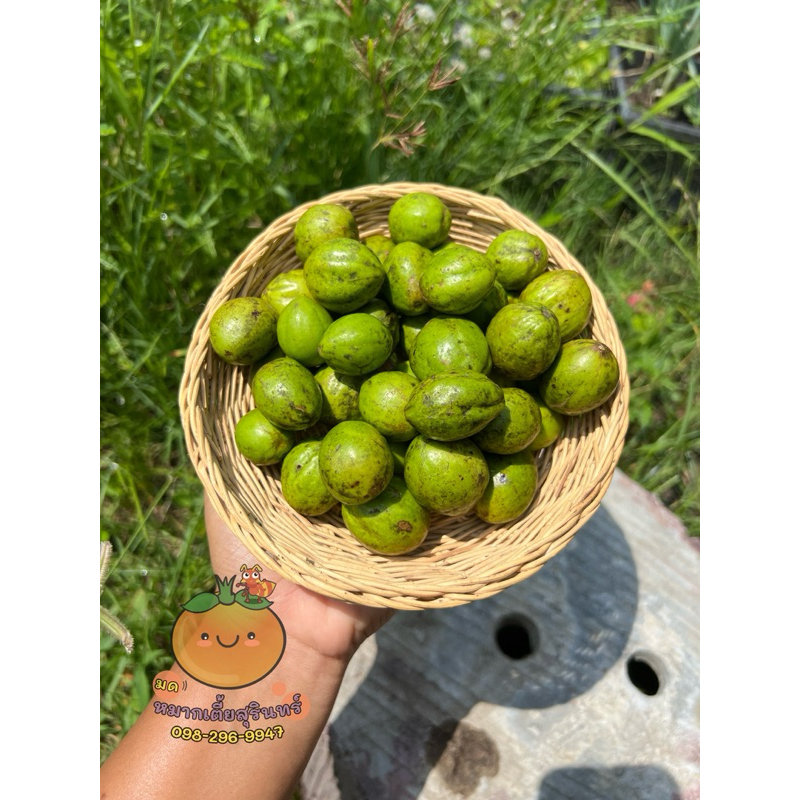 สมอ สมอไทย เก็บสดใหม่จากสวน 2กก199