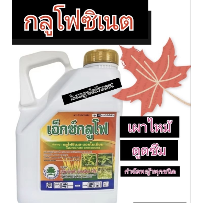 กลูโฟซิเนตแอมโมเนียม4ลิตรเอ็กซ์ตร้า #เอ็กซ์กลูโฟ (สั่งครั้งละไม่เกิน6กระติก)