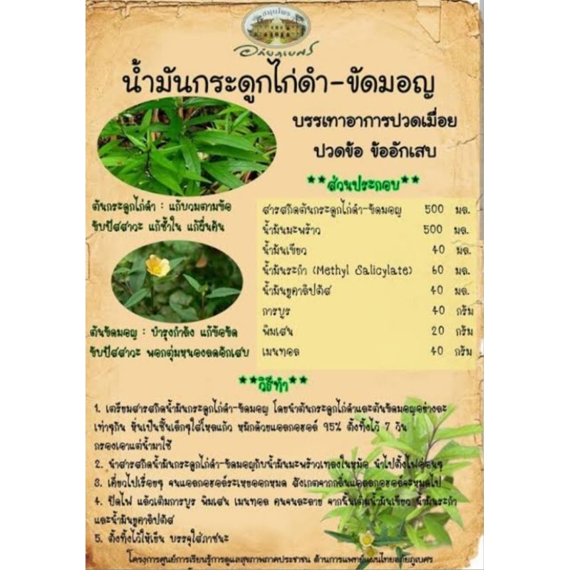 ต้นกระดูกไก่ดำ​ ปีกไก่ดำ​ ขาไก่ดำ สมุนไพรลดอักเสบ​ลดปวด ยา รักษา บำรุง ป้องกัน ไขข้อ  ดิน ปุย เม็ด กระถาง ต้นไม้ ช้ำใน ราคา ถูกที่สุด ดีลบีเคเค แกลเลอรีภาพที่ 5