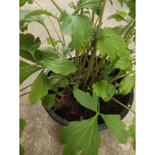 ต้นจิงจู่ฉ่ายพร้อมกระถาง6นิ้ว 🌱ต้นใหญ่ สวย สะดวก พร้อมใช้ประกอบอาหาร