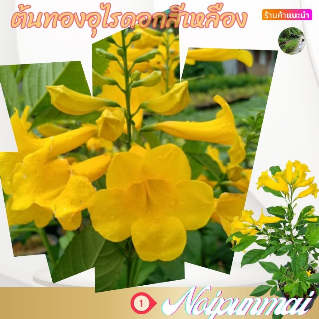 ต้นทองอุไร สีเหลือง กระถาง 6 นิ้ว (ส่งพร้อมกระถาง)(ขั้นต่ำ 2 ต้น )