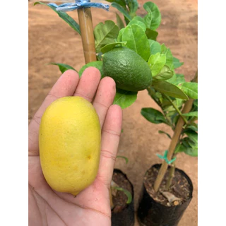 มะนาวเลม่อนฮาวาย มีถิ่นกำเนิดดั้งเดิมจากรัฐฮาวาย ประเทศสหรัฐอเมริกา ถูกนำเข้ามาปลูกและขยายพันธุ์ในประเทศไทย