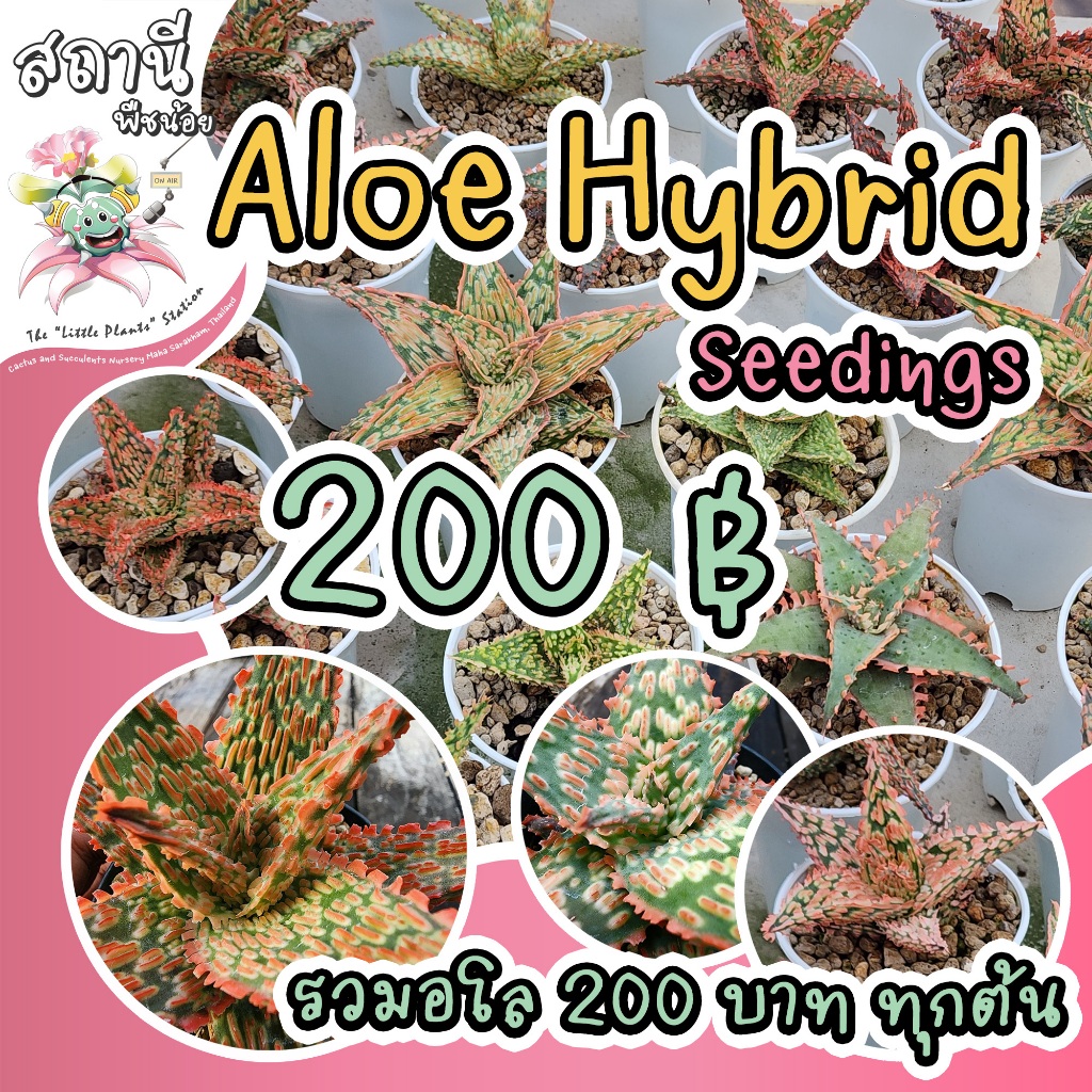 (อัพเดต 17 พ.ย.) Aloe Hybrid seedings อโล ไม้เพาะเมล็ด กระบองเพชร ไม้อวบน้ำ succulent แคคตัส cactus กุหลาบหิน