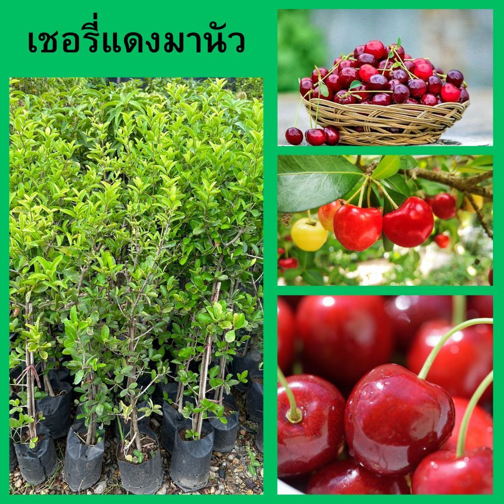 ต้นเชอรี่แดงมานัว กิ่งตอน🍒🎄ความสูง 45-50 ซม.🎄(1 ต้น) ปลูกง่าย ติดผลไว