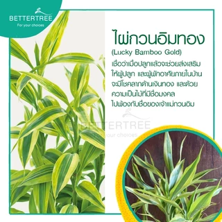 ไผ่กวนอิมทอง กระถาง 3 นิ้ว ช่วยฟอกอากาศ ไม้มงคล