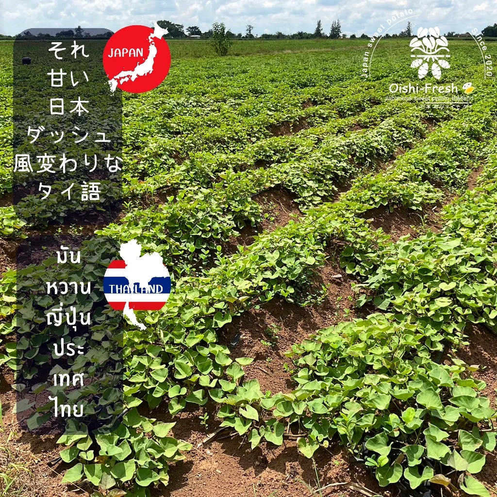 Oishi-Fresh มันหวานญี่ปุ่น 3 สายพันธุ์🍠ไซต์Snack🍠🇹🇭ปลูกไทย🇹🇭เบนิฮารุกะ🍠เนื้อเหลืองนุ่ม หอม หวาน 300-1000 ก.จัดส่ง 24 ชม. thumbnail 4