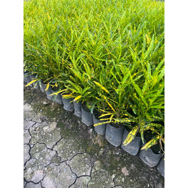 โกศลแซ่ม้า โกศล ต้นโกศล ถุง 4 นิ้วขั้นต่ำ 10 ต้น ขนาด 15-20 ซม - รูปที่ 2