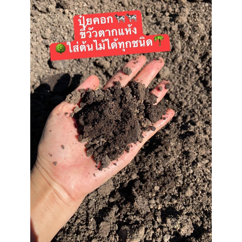 ขี้วัวนม🐄🐄ตากแห้ง ปุ๋ยคอกมูลวัว บำรุงต้นไม้🌳ปรับสภาพดิน 🛍️ถุงบรรจุ1 กิโลกรัม