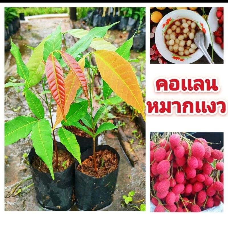 หมากเเงวหวาน หรือต้นคอเเลน ลิ้นจี่อีสาน ผลไม้ป่ารสเปรี้ยวอมหวาน ต้นกล้าเเข็งเเรงพร้อมปลูก สินค้าเสียหายยินดีเคลมฟรี