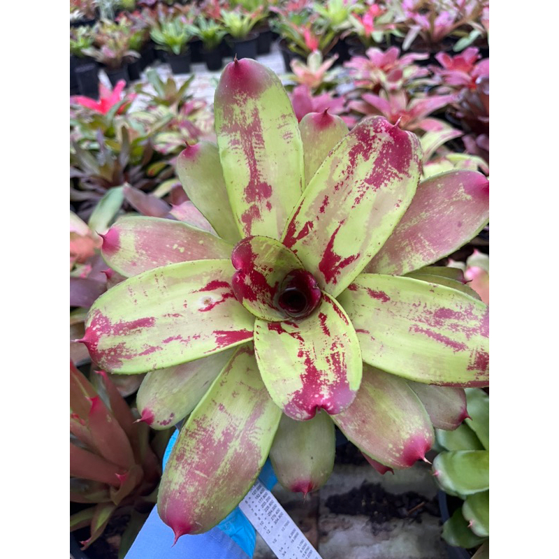 (ส่วนลด 10% ใส่รหัสSK402)Neo Bob and Grace #สับประรดสี# Bromeliad #ต้นไม้สวยงาม# ตกแต่งสวน# ปลูกตกแต่งบ้านหรือคอนโด