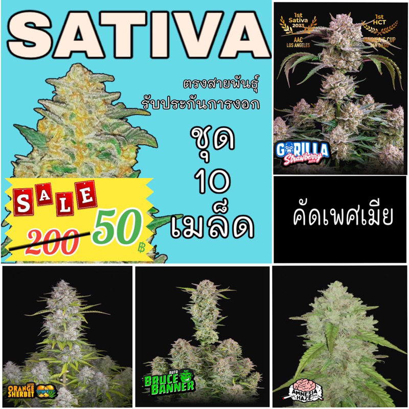 ซุปเปอร์เซลล์ เมล็ด กัญชา ตระกลู SATIVA ชุดละ 10 เมล็ด ราคาถูกที่สุด ฟรี เร่งราก เร่งโต V2